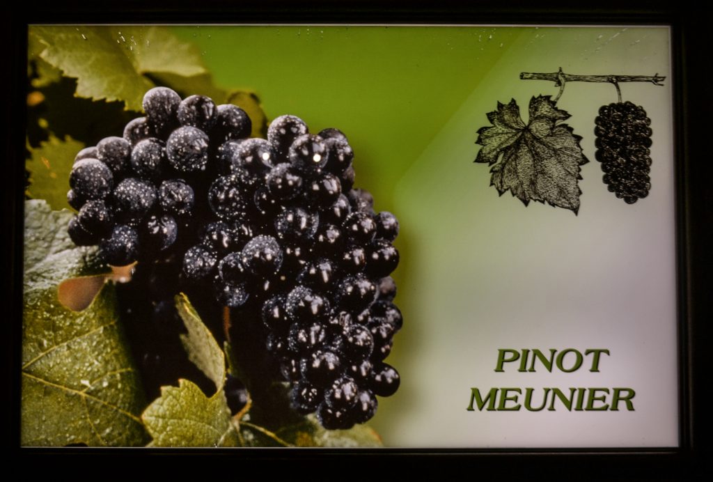 A picture of Pinot Meunier grapes
