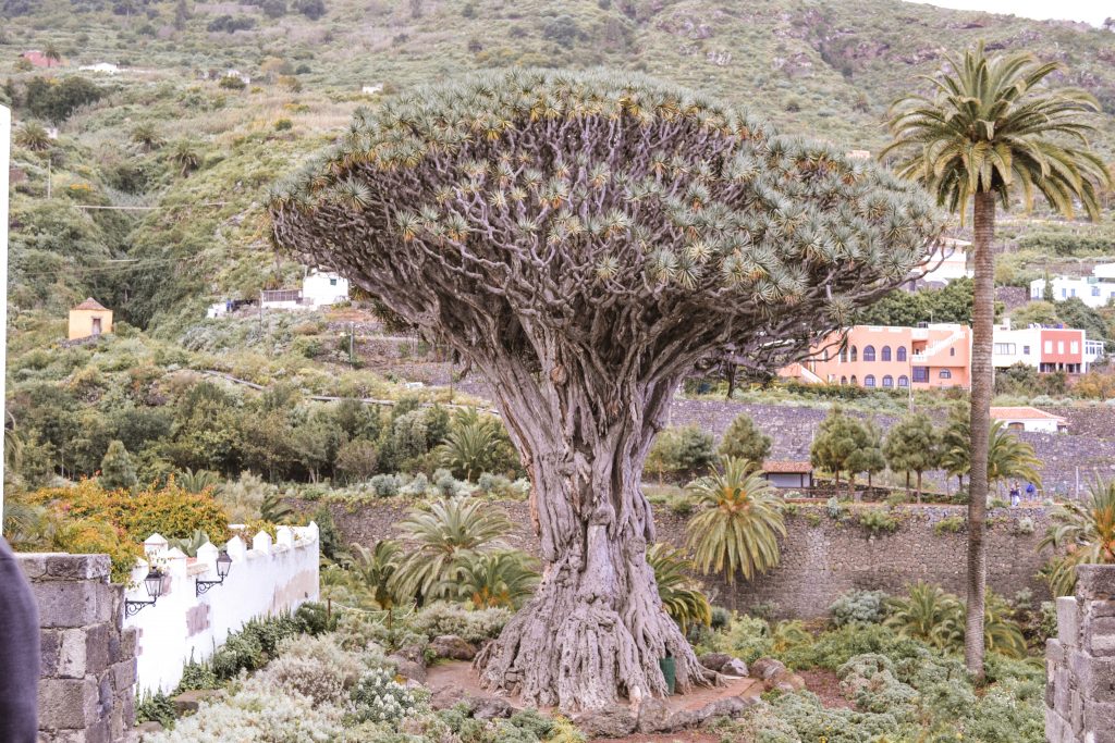 Dragon tree in Tenerife