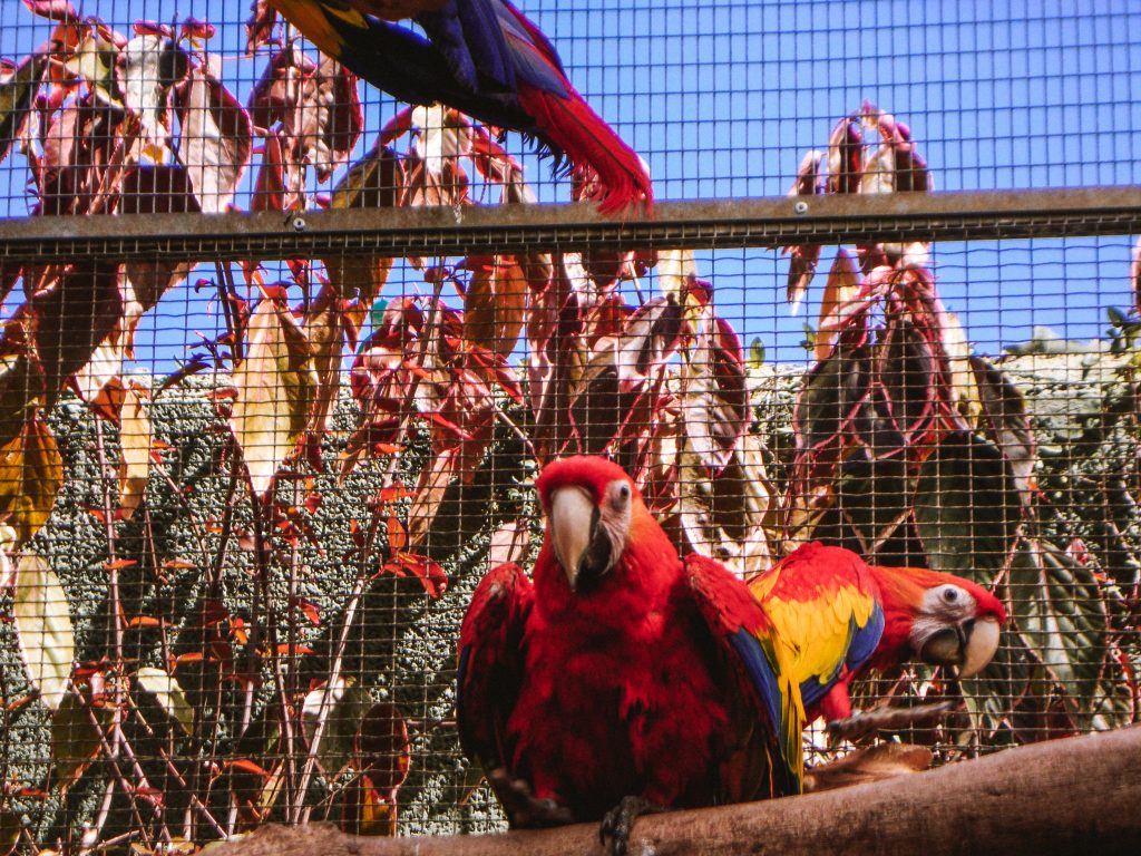 Parrots in Loro Park