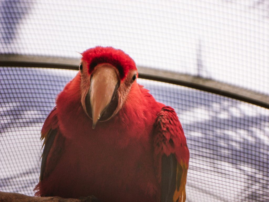 Parrot in Loro Park
