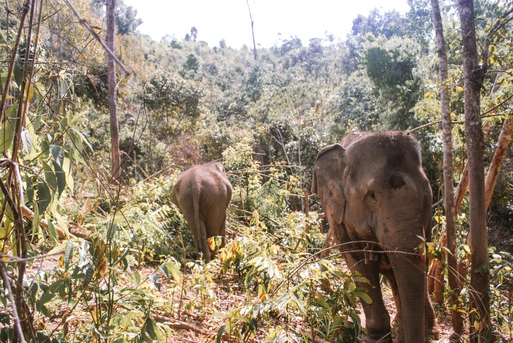 Elephants in the jungle at The Elephant Sanctuaryin Chiang Mai, Thailand