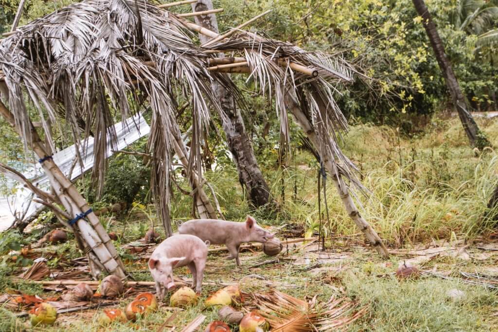 pigs at Dryft Camp