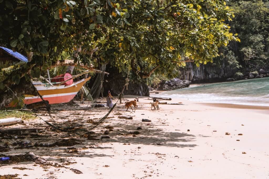 secluded beach with dogs