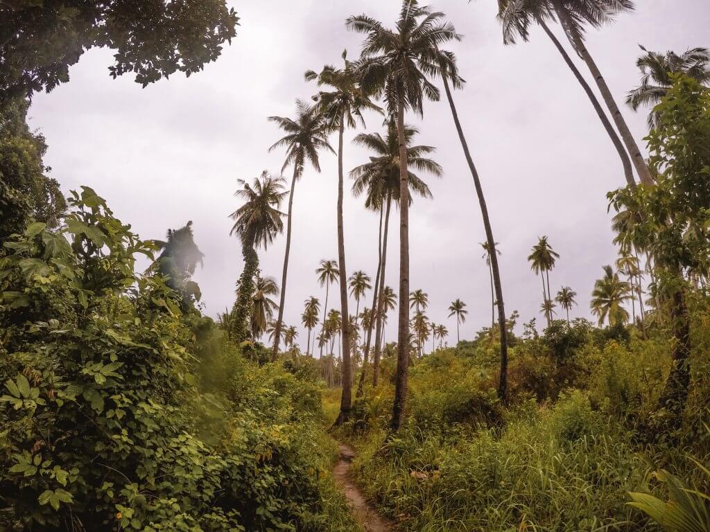 jungle in Darocotan Island