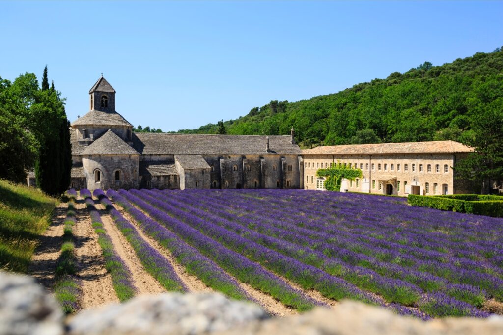 Lavender fields in front of Abbaye Notre-Dame de Sénanque